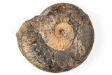 Iron Replaced Ammonite Fossil - Boulemane, Morocco #196566-1